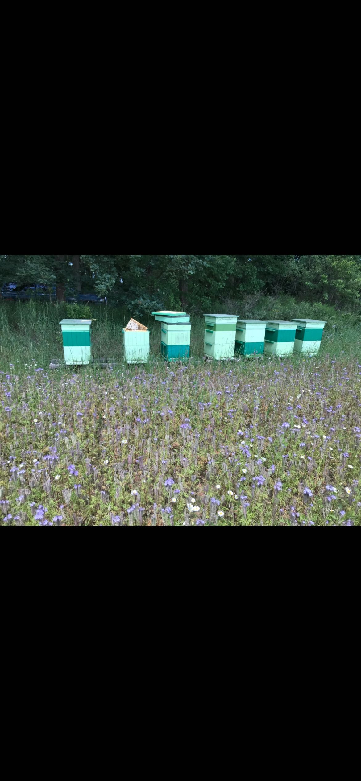 Pszczoły ule ul rodziny pszczele