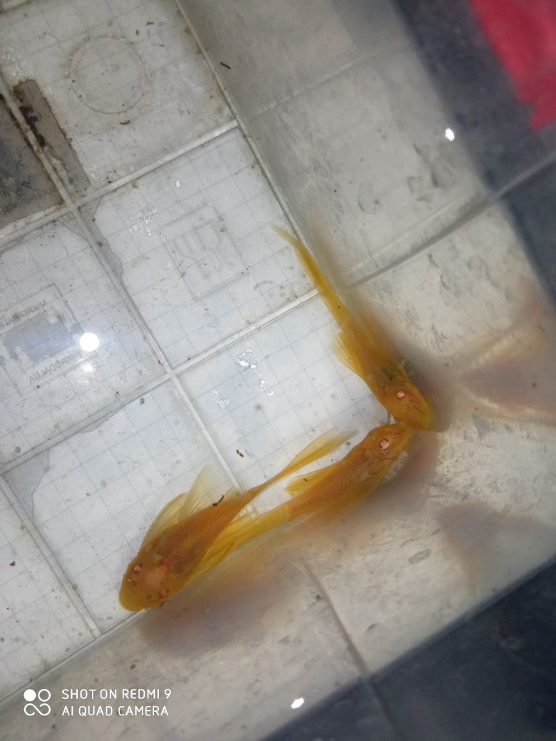 SUPER Cena Rarytas Zbrojnik ancistrus Green Dragon albinos welonowy