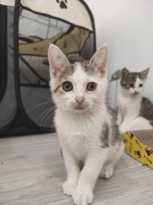 Kot Kotka do adopcji 11 tygodni