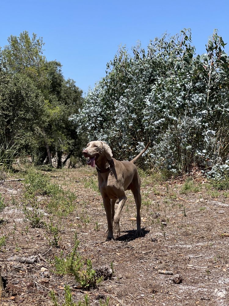 Weimaraner acasalamento