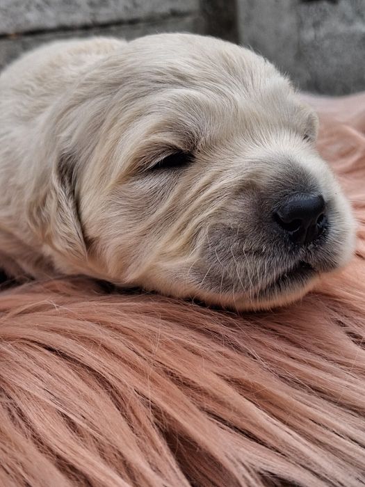 Золотистий ретрівер з документами