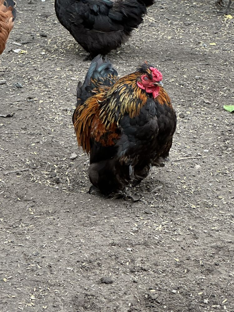 Kochiny miniaturowe