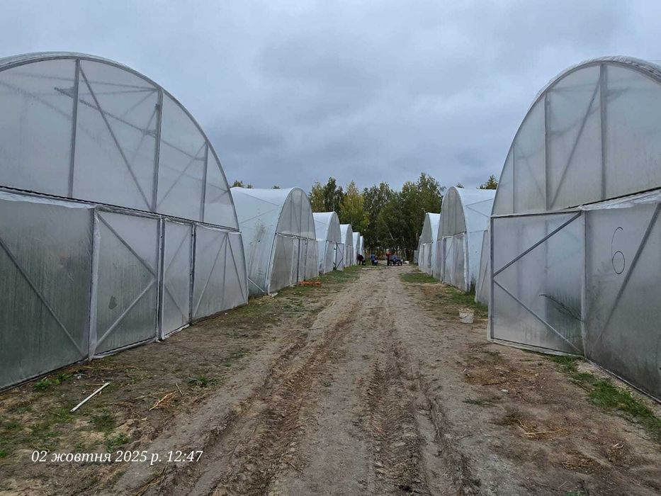 Продаж тепличного комплексу 32 теплиці (16 000 м2), Київська область