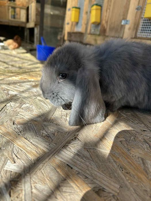 Kroliki młode barany francuskie