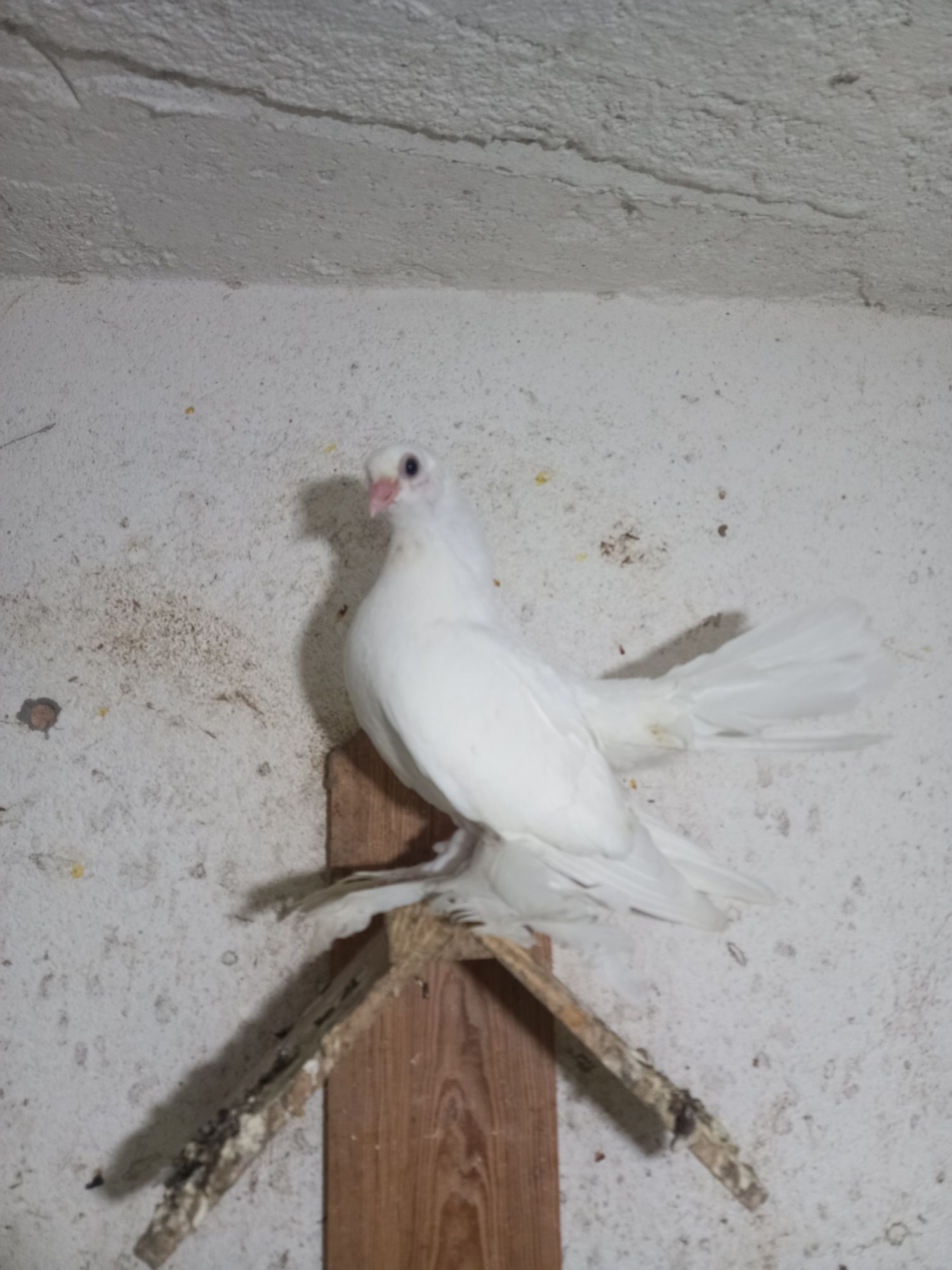 Vendo várias raças de pombos