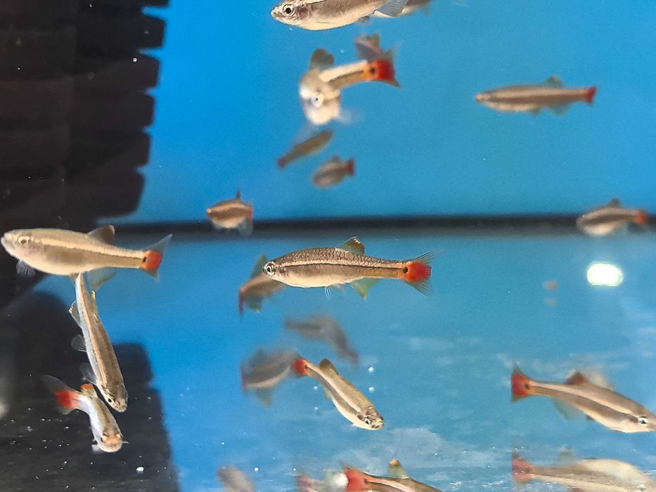 Kardynałek Chiński ławica 10 sztuk