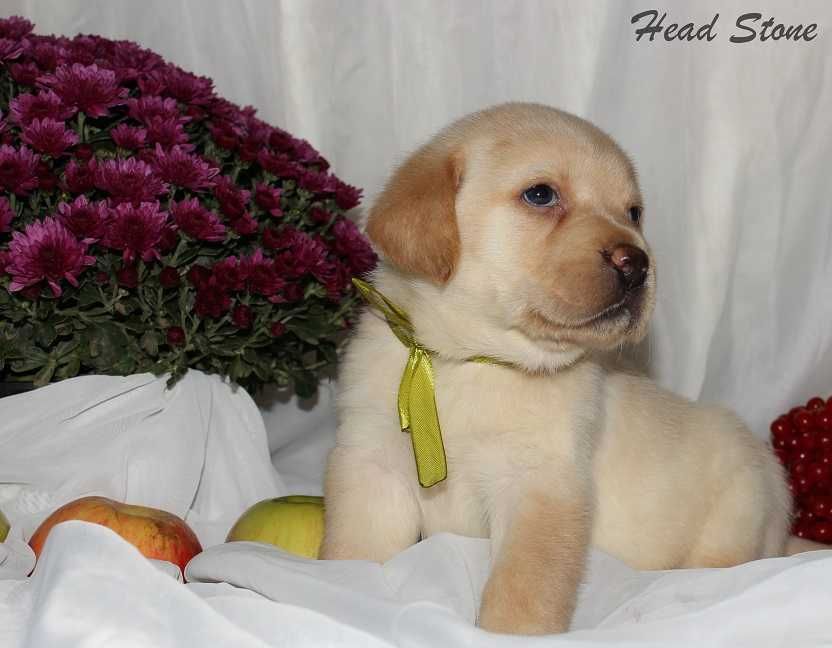 КСУ Лабрадор ретривер