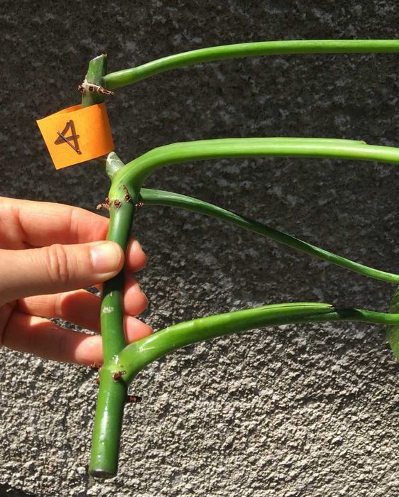 Philodendron filodendron Emerald Queen sadzonka cięta nr 4