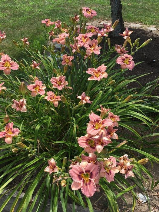 Поділки. Шикарні сорти