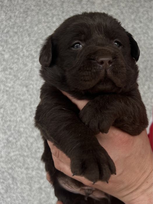 Шоколад темний  хлопчики та дівчатка