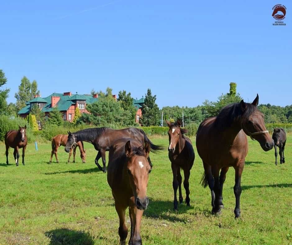 Stadnina Koni Białogóra Rezydencja Wilków Morskich