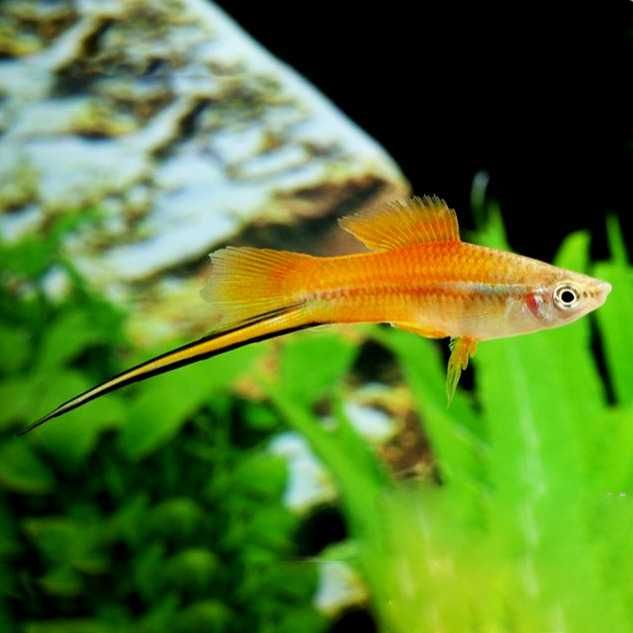 GB Mieczyk Zielony / Jabłkowy