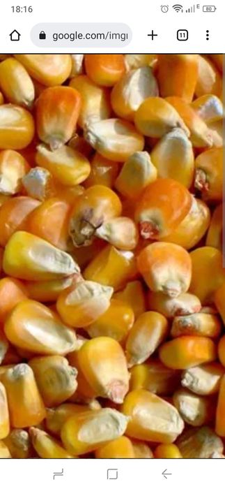 Продам кукурудзу
