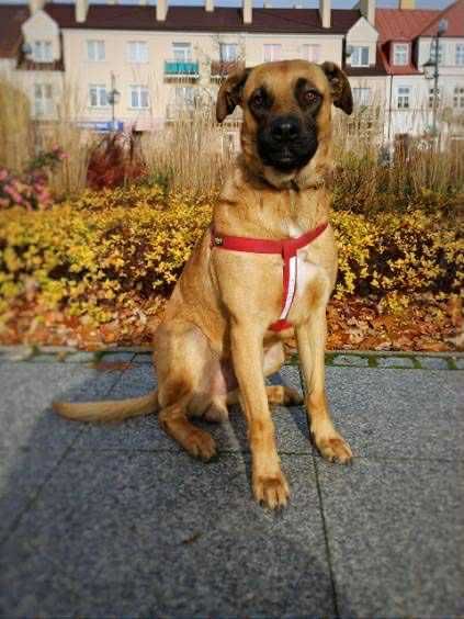 Kajtek – młody, proludzki kanapowiec szuka domu