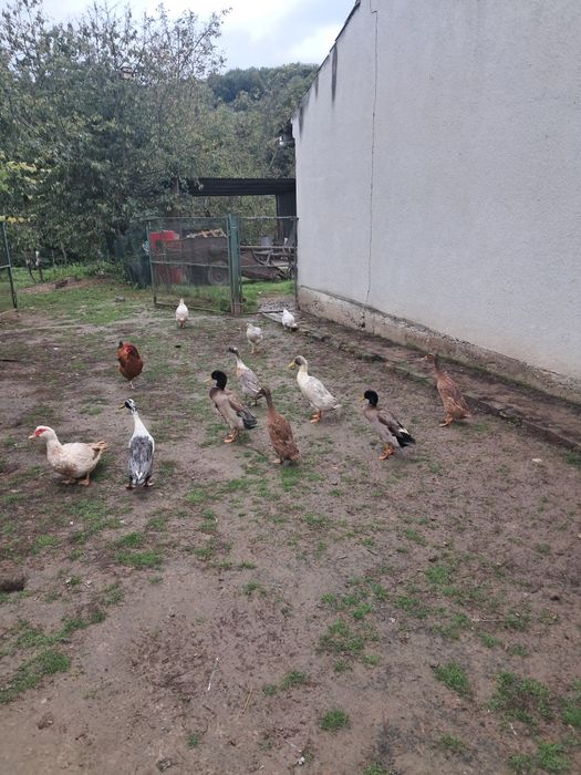 Kaczki bieguski młode