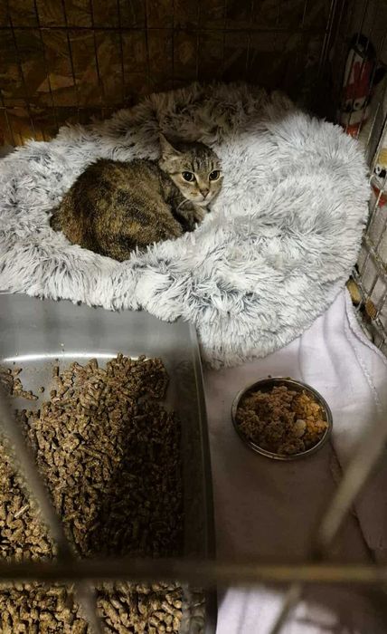 Kotka o imieniu Trinity do adopcji