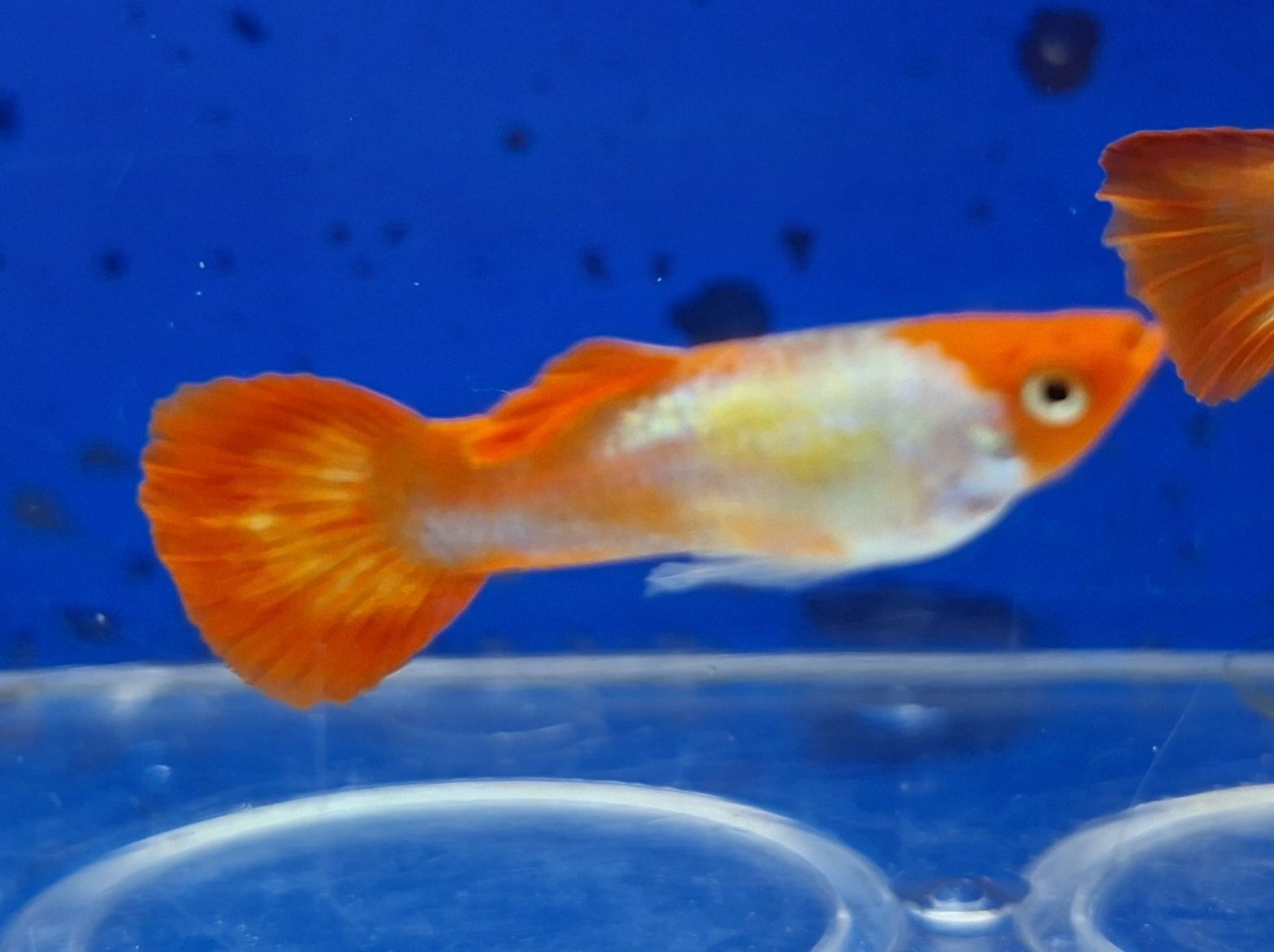 Guppy red nose kohaku