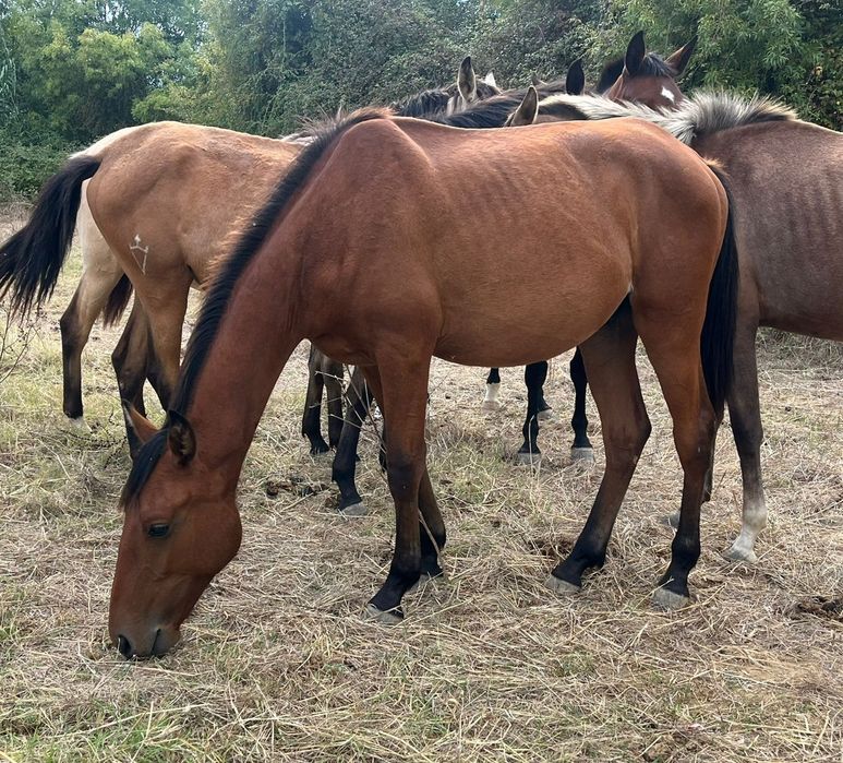 Poldro  Lusitano de 1 ano com linhas de Dressage