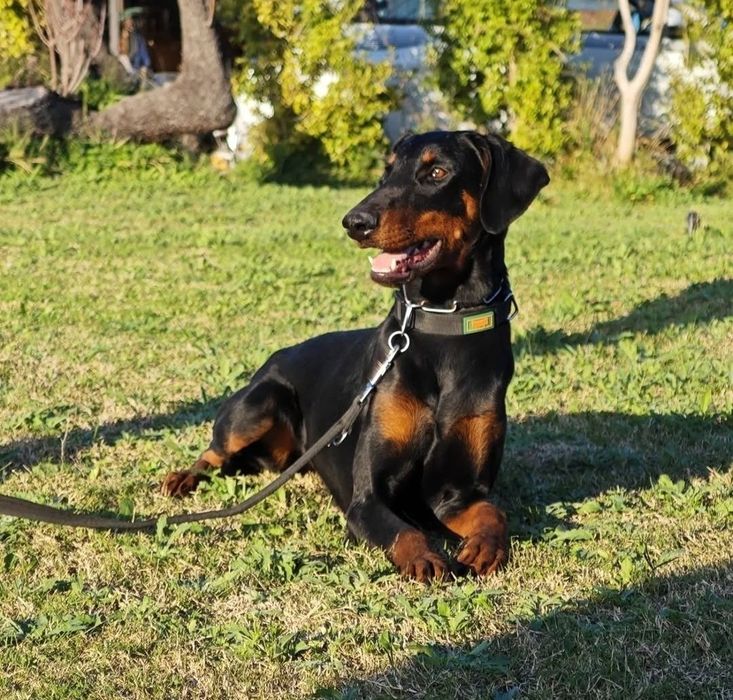 Dobermann com excelente lop