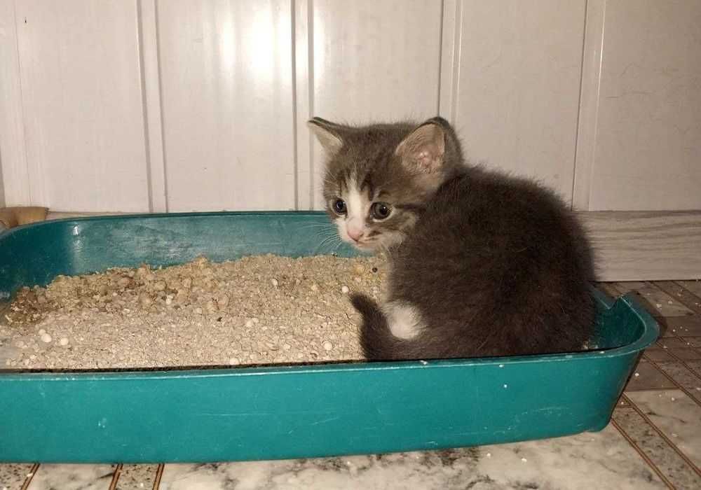 Кошеня хлопчик 1,5 місяці