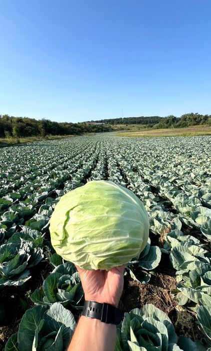 Продам капусту Агресор/Болівар/Каунт