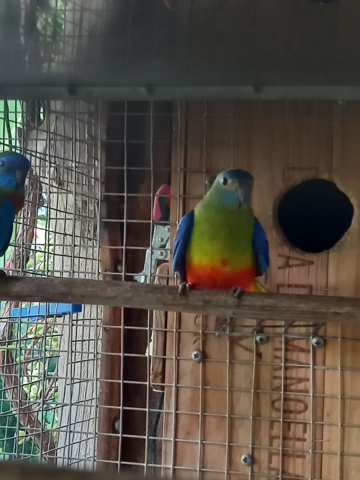 Red rumped  novos