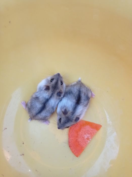 Крихітні гризунчики-попригунчики