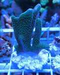 Montipora digitata stalowa,morskie,koralowiec