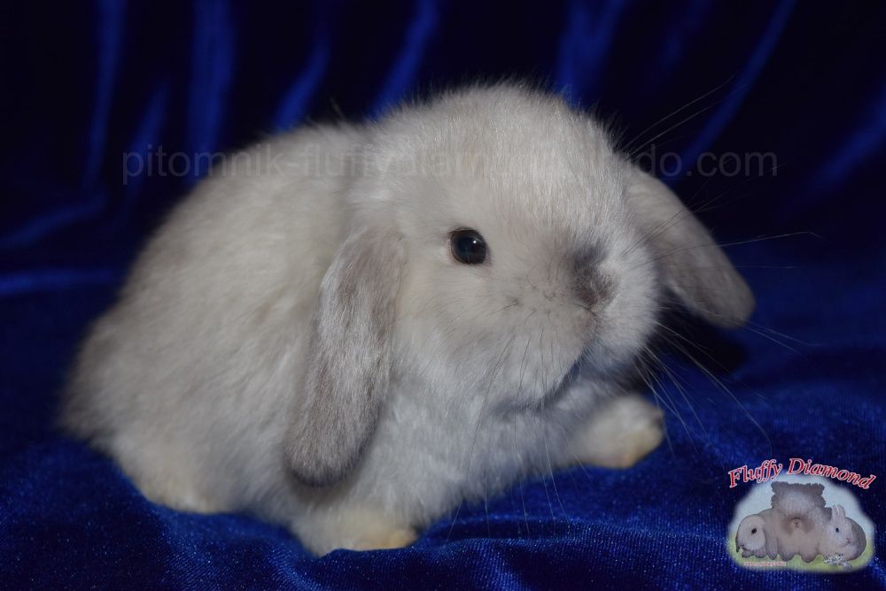 Кролики из питомника "Fluffy Diamond" Крольчата с сатиновой шерстью!
