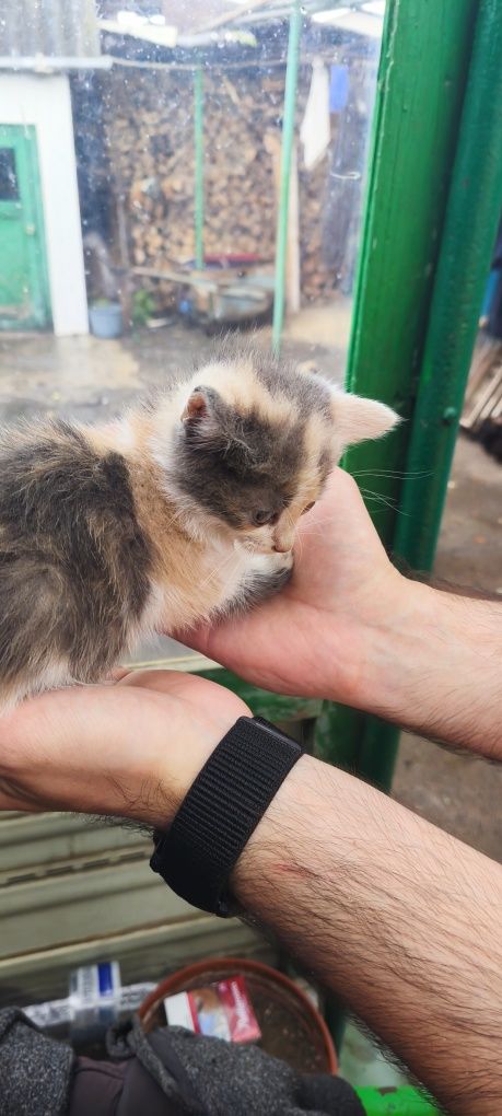 Кошенята в добрі руки