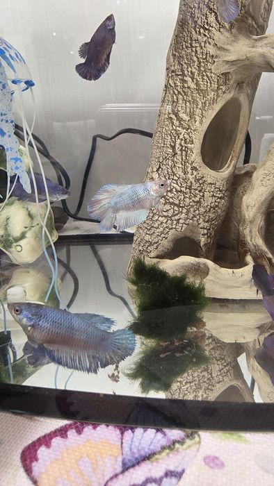 Рыбки петушки ,на подарок  и просто для души