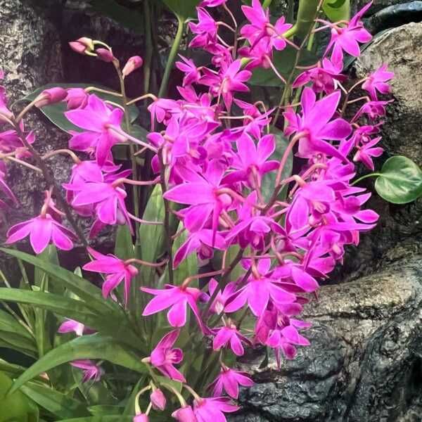 Орхідея. Дендробіум Бері Ода /Dendrobium Berry Oda