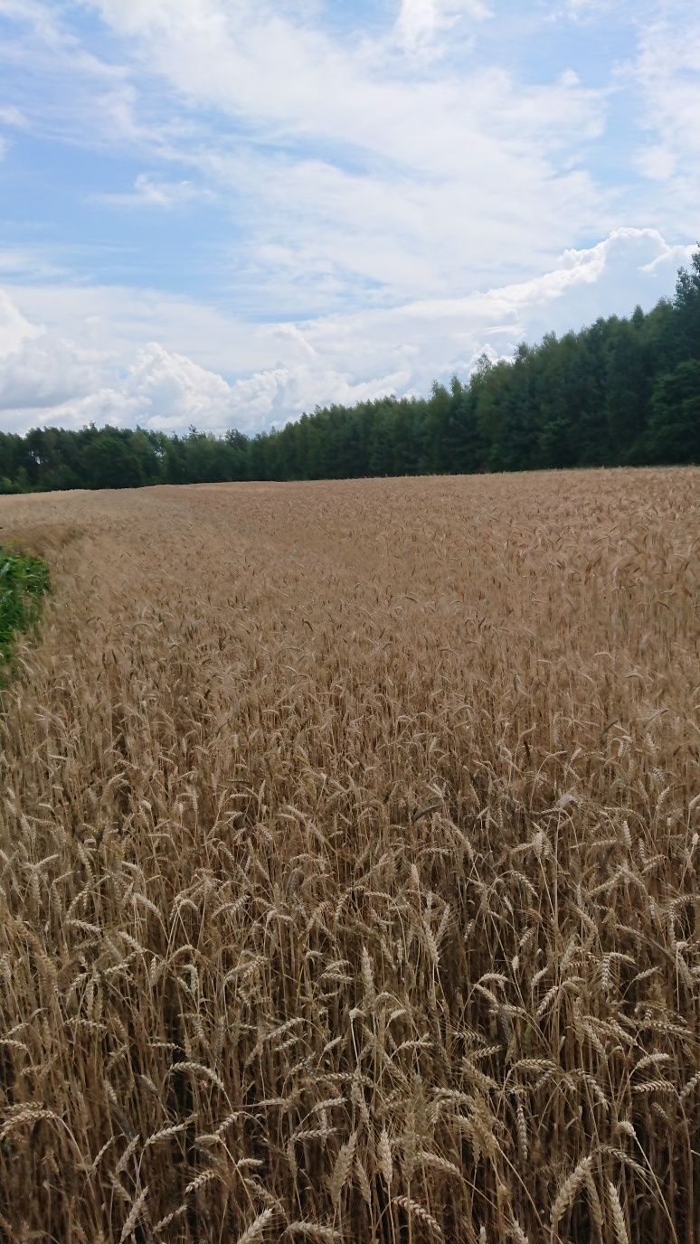 Słoma pszenna w kostkach