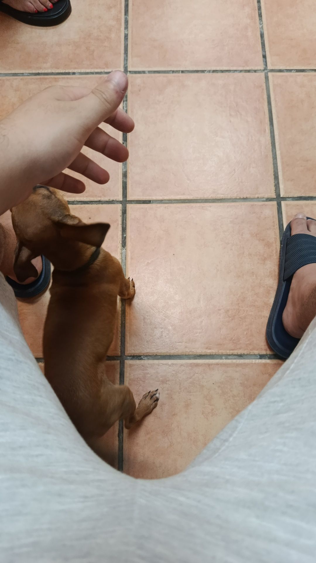Cão com 2 meses para adotar