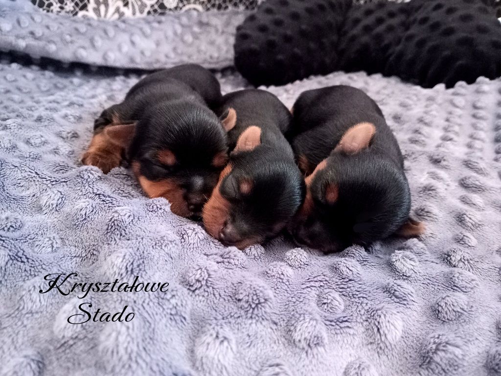 LUCKY Yorkshire Terrier piesek York