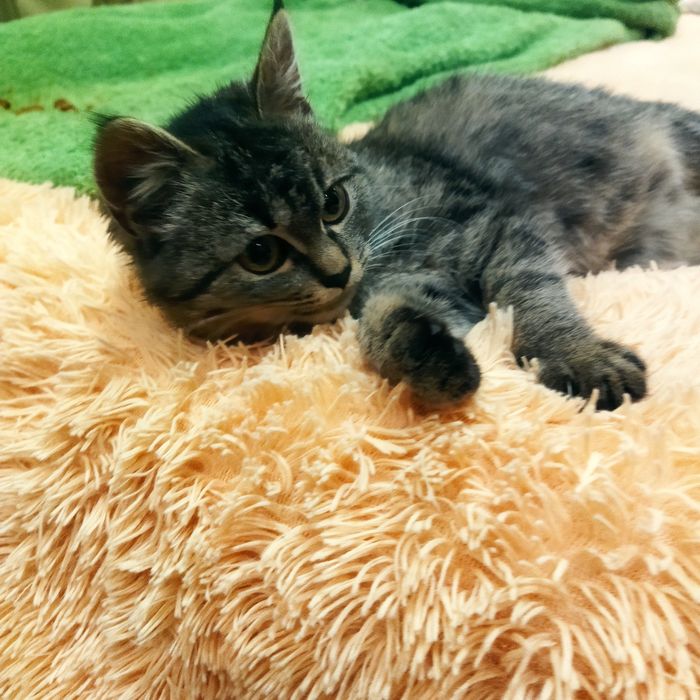 Пошук нової родини