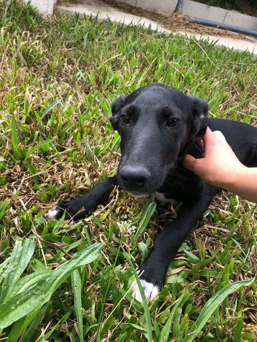 Eça - cachorro para adoção de porte medio