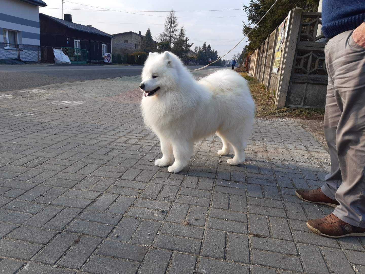 Sprzedam Samoyed/ Samojed szczeniak FCI