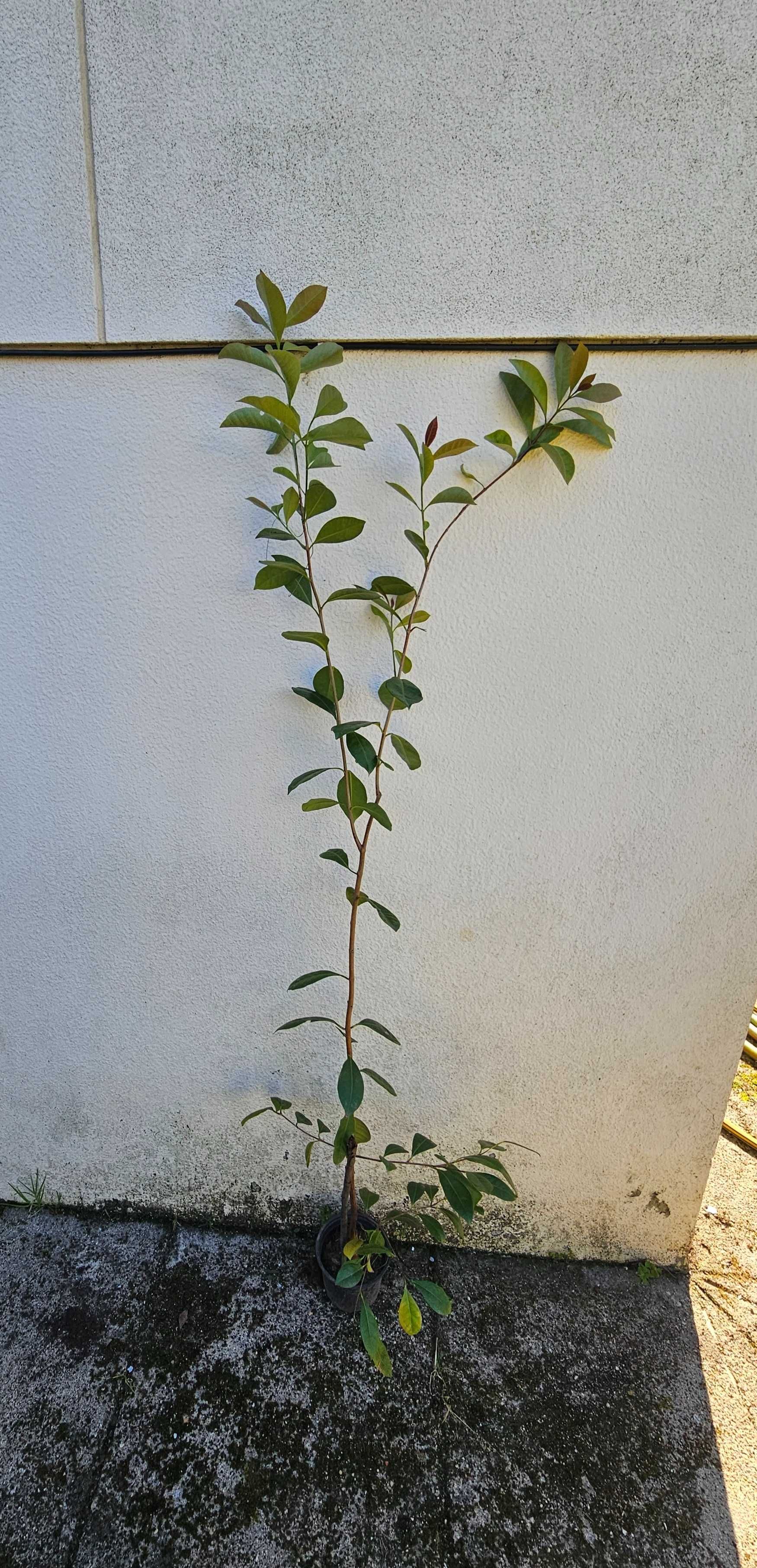 Plantas de araça vermelho