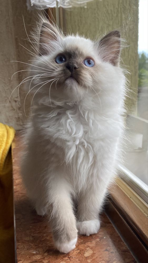 Kocurek Nemo kot Ragdoll kotek FPL