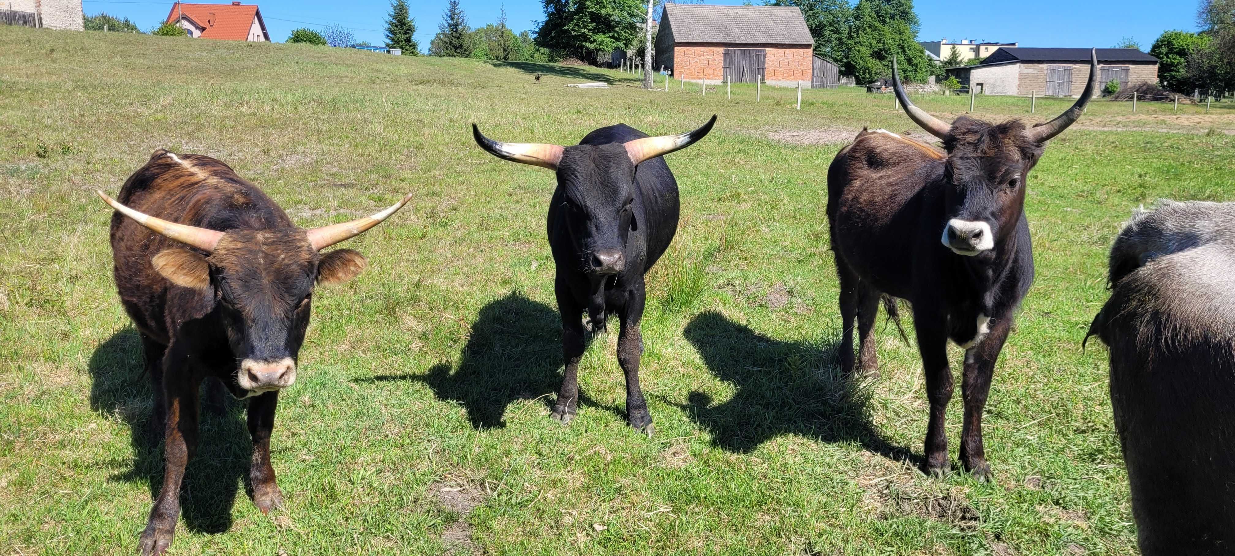 Byk Zebu, Watusi, Longhorn, wegierski, ozdobny. Duze 400-500kg