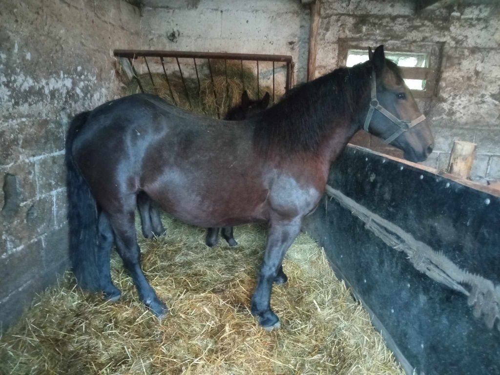 Sprzedam klacz zimnokrwistą z ogierkiem