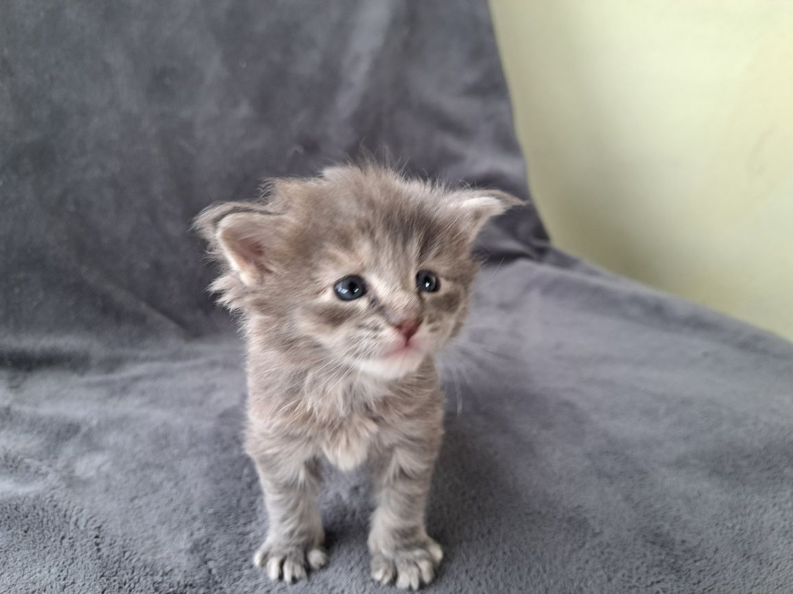 Wspaniała kotka Maine Coon