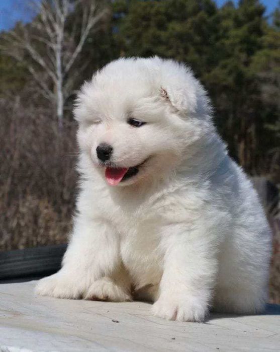 Samoyed samojed piesek