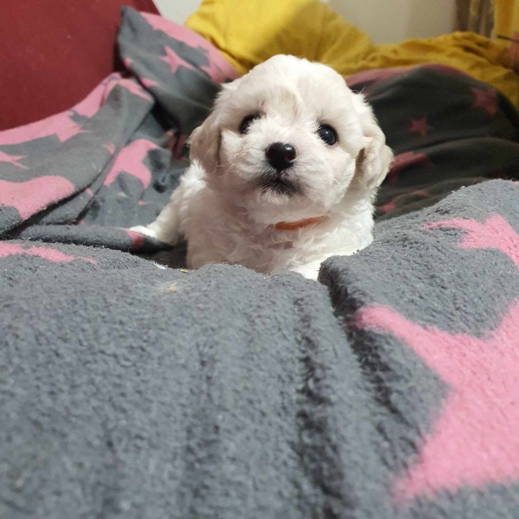 Bichon frise szczeniak piesek