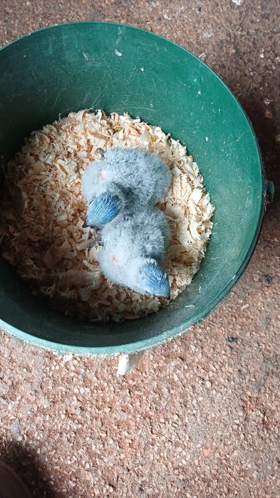 Loris molucanos para acabar de criar á mão