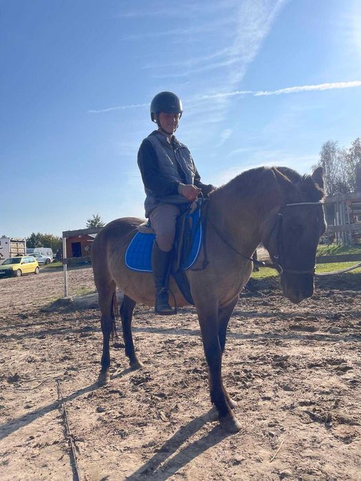 4 letnia klacz konika polskiego na sprzedaż