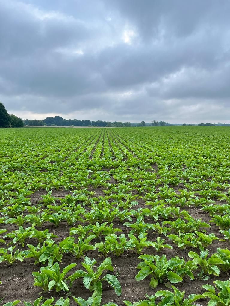 Usługowy siew w technologii strip till ,