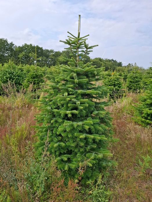 Jodła Kaukaska Cięta 175 - 250 cm/ w donicy 150 - 180 cm- TuChoinki.pl