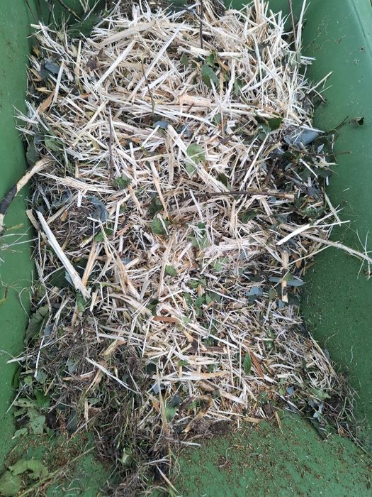 Rebak bijakowy posch